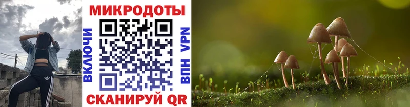 Купить  Куртамыш  Псилоцибиновые грибы Cubensis 
